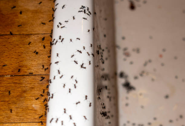 Best Termite Control Services  in Far Hills, NJ